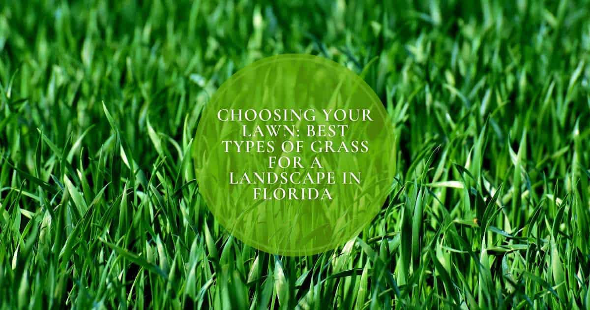 Best Types Of Grass For Landscape