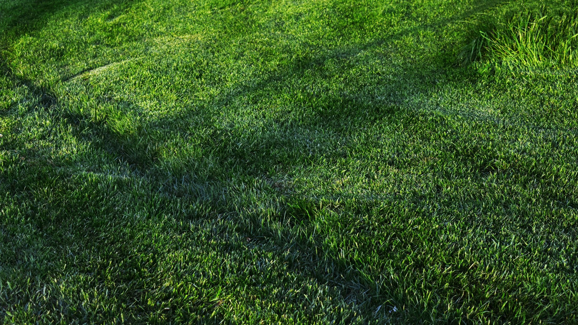 How to Keep Your Lawn Green During Florida’s Hot Months