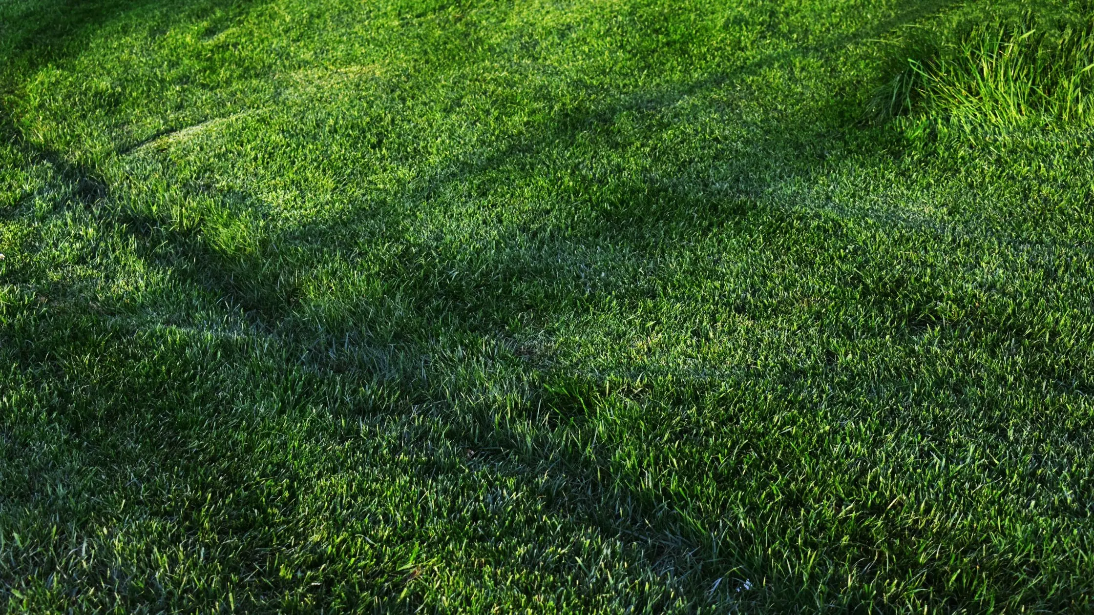 How to Keep Your Lawn Green During Florida’s Hot Months