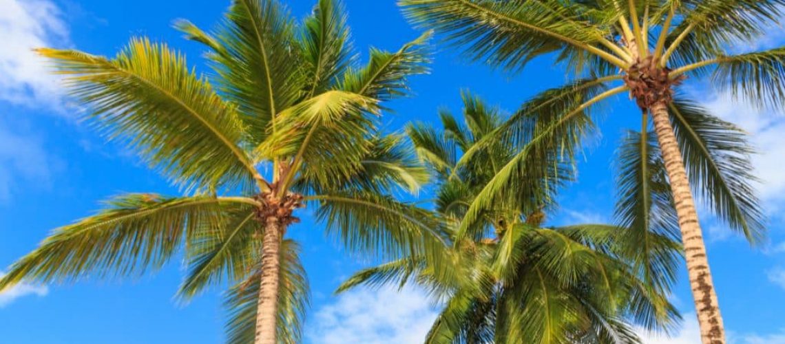 Common Problems With Palm Trees