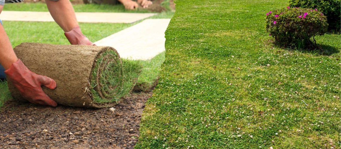 Ground Cover vs. Sod Why Ground Cover Might Be a Better Choice