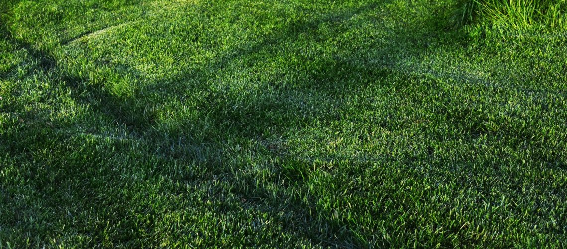 How to Keep Your Lawn Green During Florida’s Hot Months