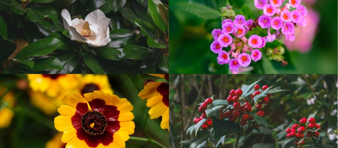 Native Florida Plants That Lower Maintenance Costs