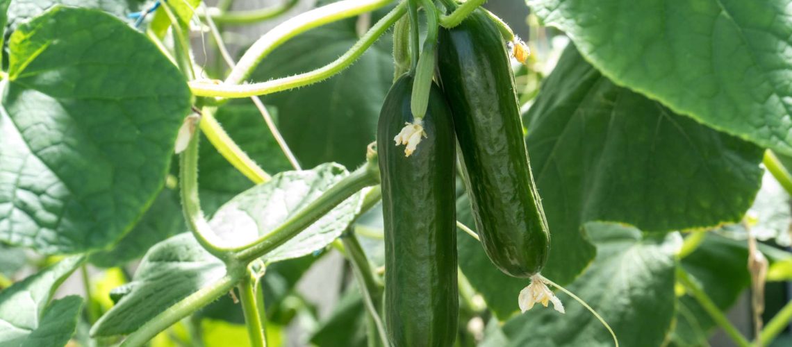 Summer Vegetables To Grow In Your Florida Garden
